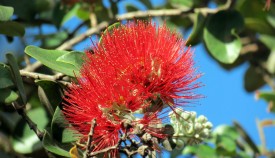 Lehua flower from Ohia tree  