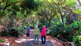 Monkeypod tree allee driveway entrance  