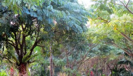 Monkeypod allee looking upwards 