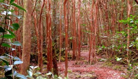 Vireya trail through the jungle  