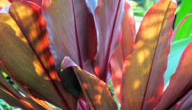 Sun-dappled ti leaves  