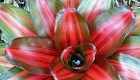 Bromeliads  