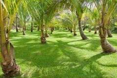 400 tree coconut palm grove   